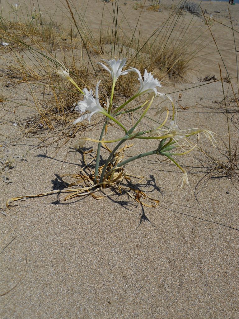 Pancratium maritimum / Giglio marino